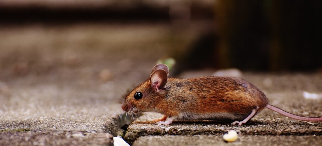 muizen bestrijden rotterdam